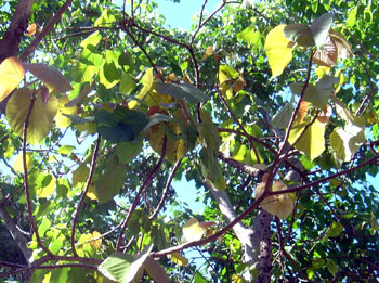 آلئوریتس تریسپرما